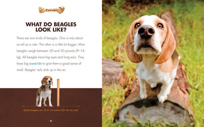 Beagles