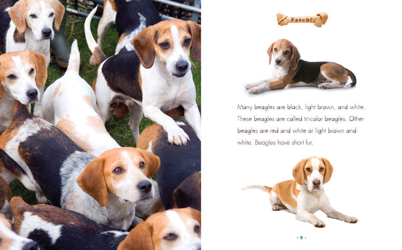 Beagles