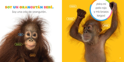 Orangutanes bebés